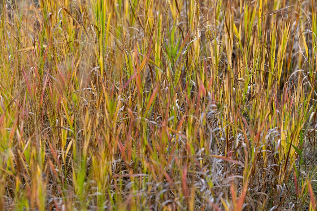 Lolo Peak Shadows, Lolo, MT 59847 photo 31