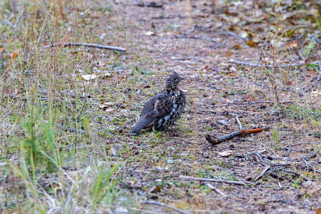 Lolo Peak Shadows, Lolo, MT 59847 photo 32