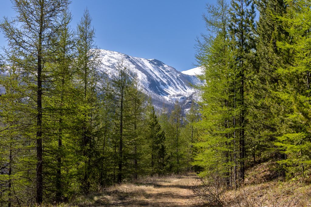 Lolo Peak Shadows, Lolo, MT 59847 photo 34