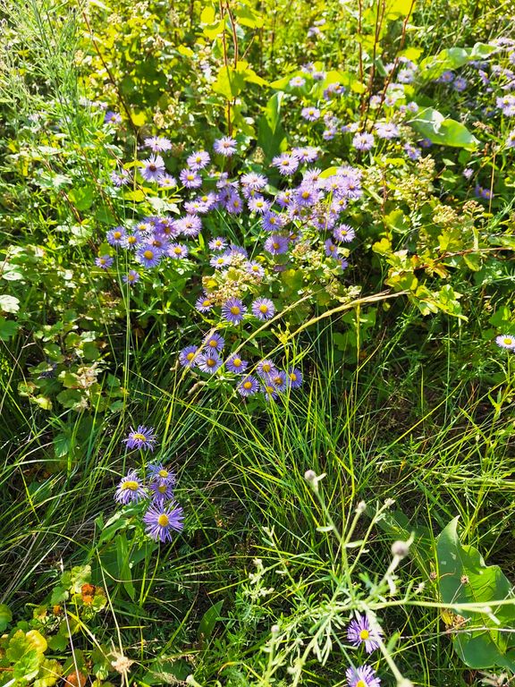 Lolo Peak Shadows, Lolo, MT 59847 photo 36