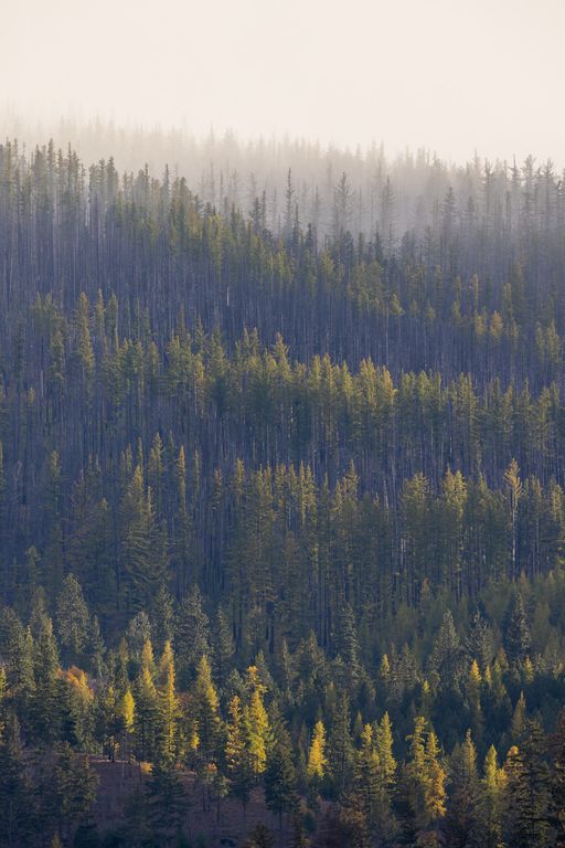 Lolo Peak Shadows, Lolo, MT 59847 photo 39