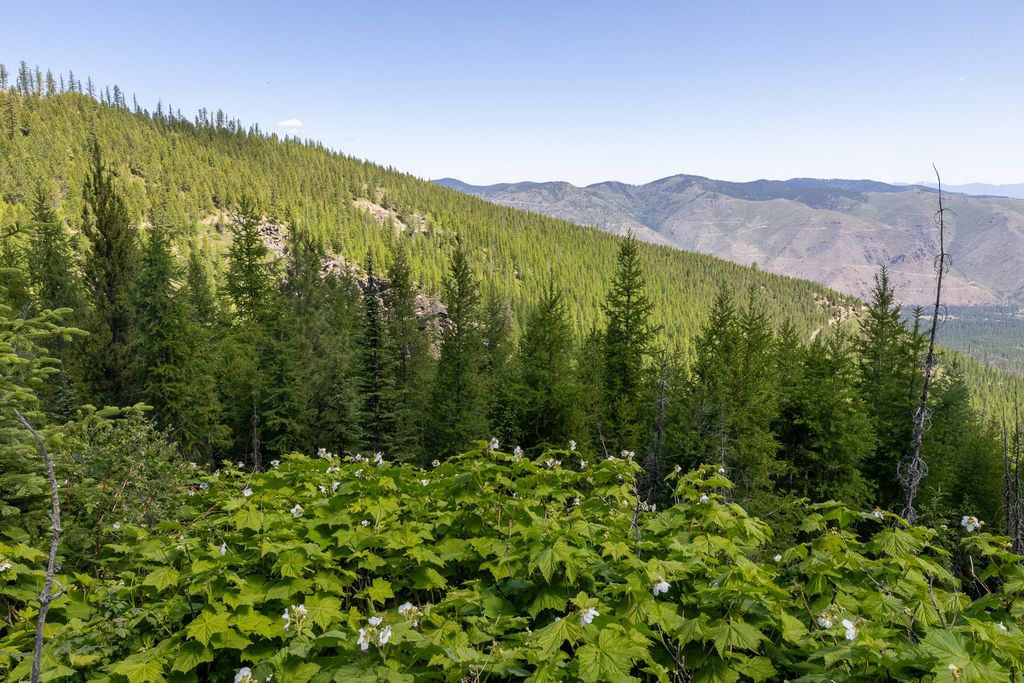 Lolo Peak Shadows, Lolo, MT 59847 photo 4