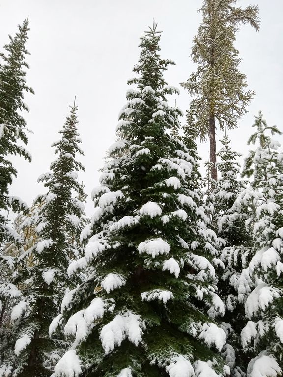 Lolo Peak Shadows, Lolo, MT 59847 photo 40