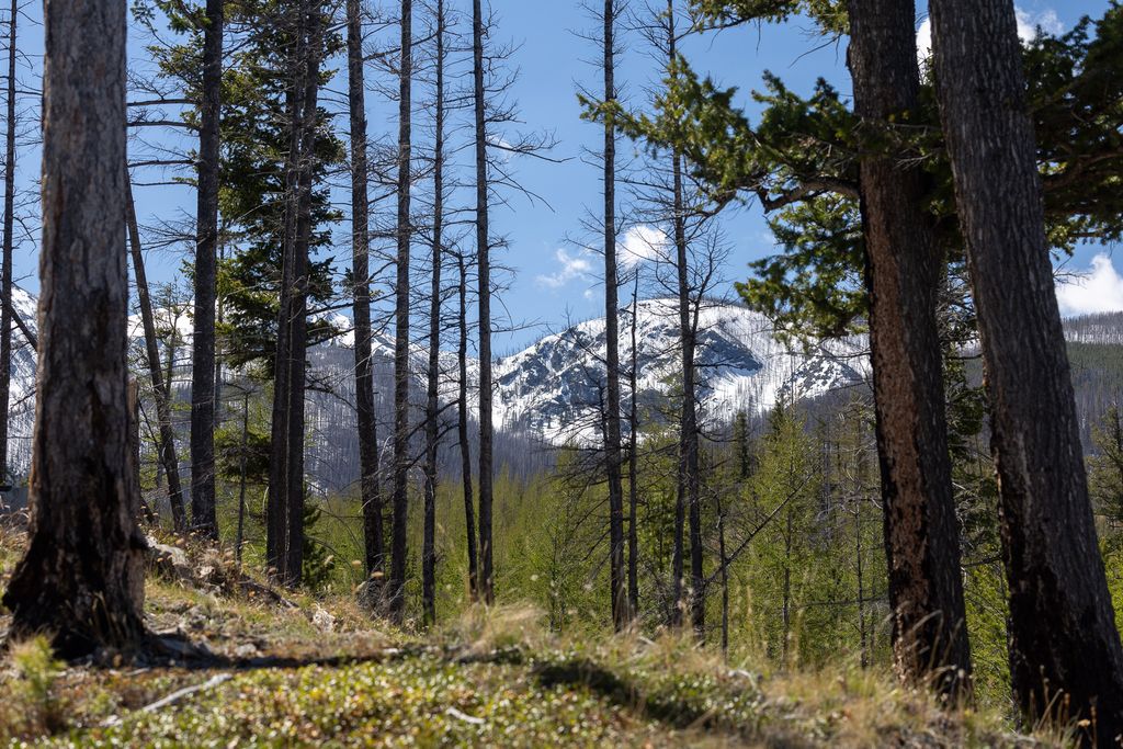 Lolo Peak Shadows, Lolo, MT 59847 photo 44