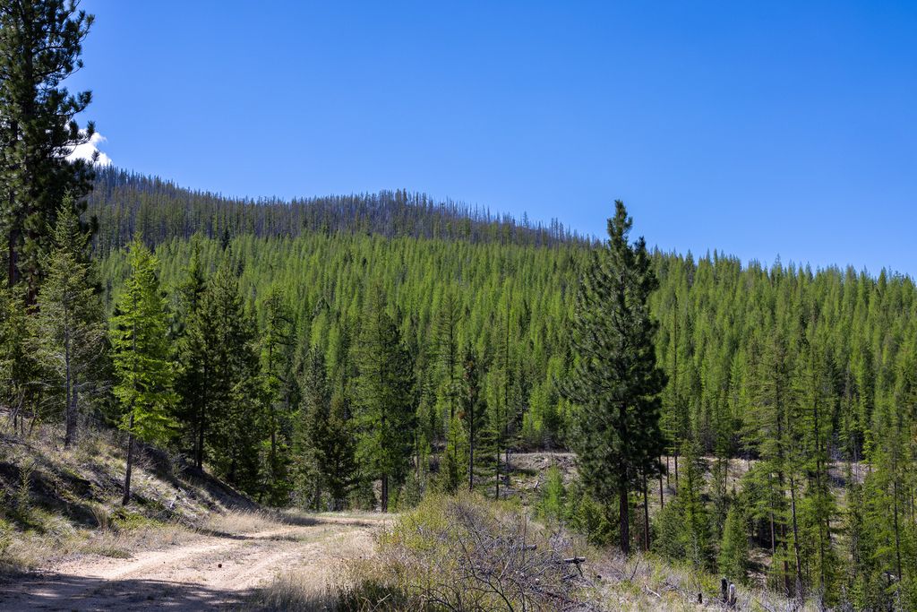 Lolo Peak Shadows, Lolo, MT 59847 photo 54