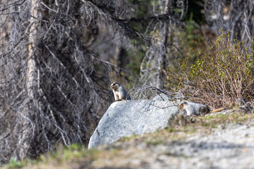 Lolo Peak Shadows, Lolo, MT 59847 photo 55