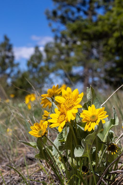 Lolo Peak Shadows, Lolo, MT 59847 photo 56