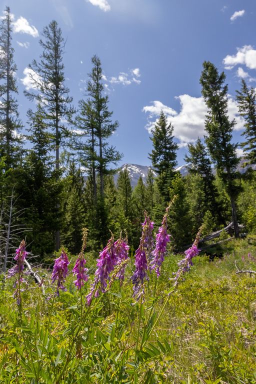 Lolo Peak Shadows, Lolo, MT 59847 photo 60