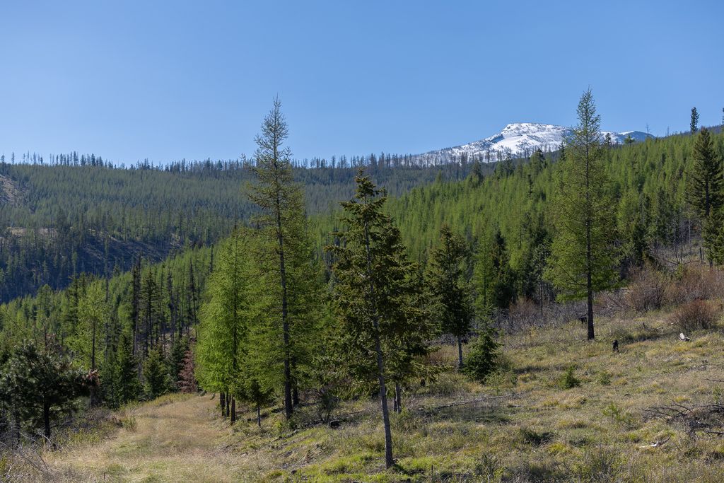 Lolo Peak Shadows, Lolo, MT 59847 photo 66