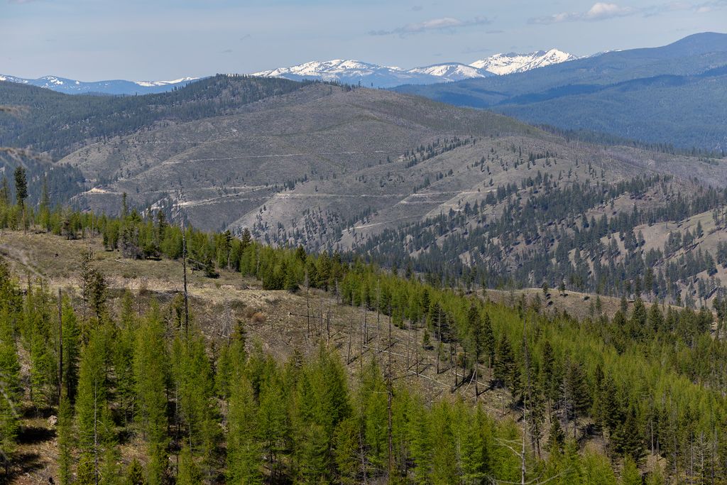 Lolo Peak Shadows, Lolo, MT 59847 photo 74