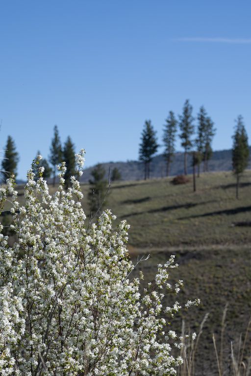 Lolo Peak Shadows, Lolo, MT 59847 photo 79