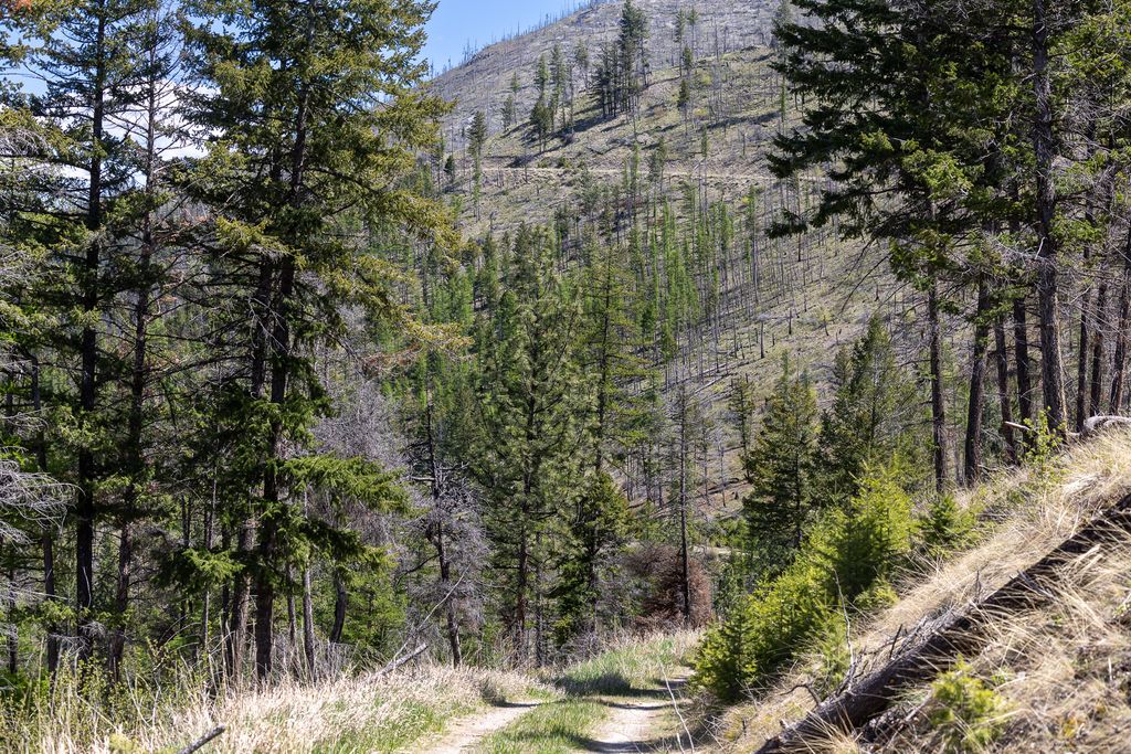 Lolo Peak Shadows, Lolo, MT 59847 photo 87