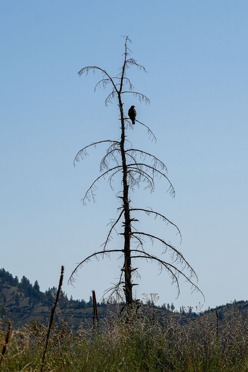 Lolo Peak Shadows, Lolo, MT 59847 photo 88