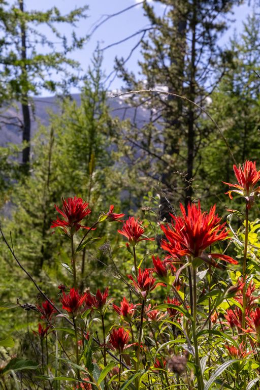 Lolo Peak Shadows, Lolo, MT 59847 photo 9
