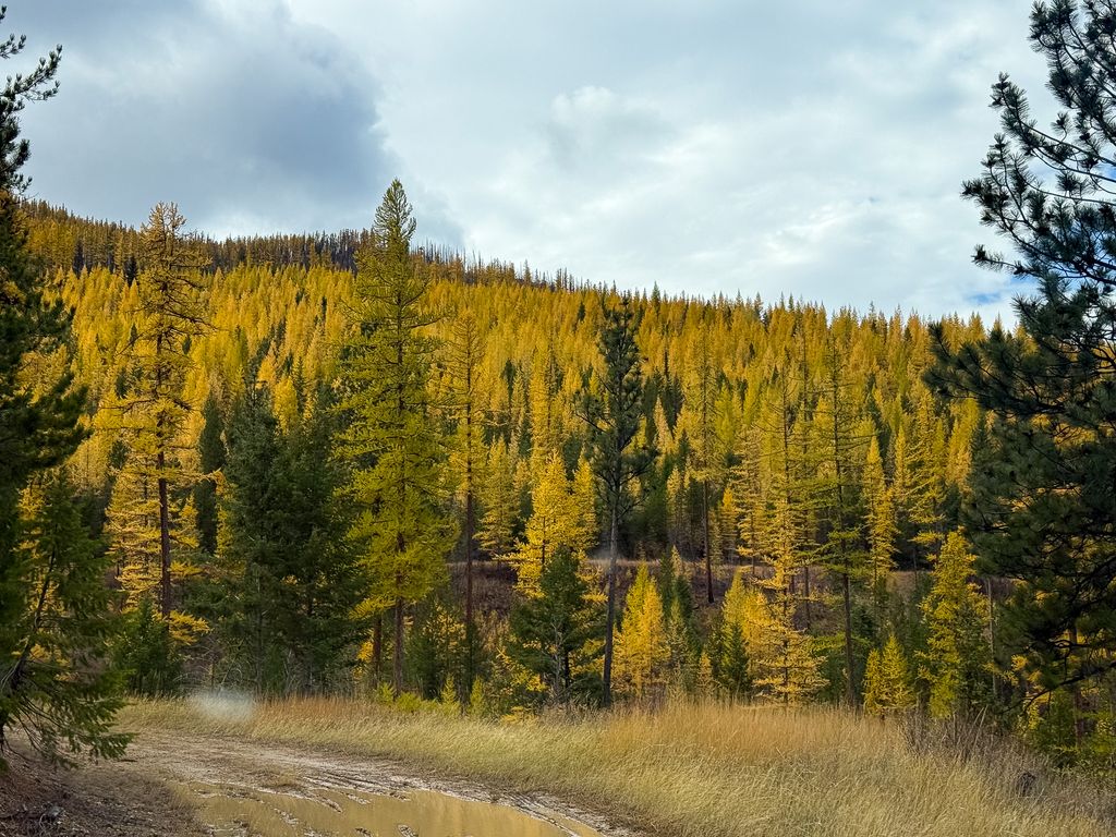Lolo Peak Shadows, Lolo, MT 59847 photo 93