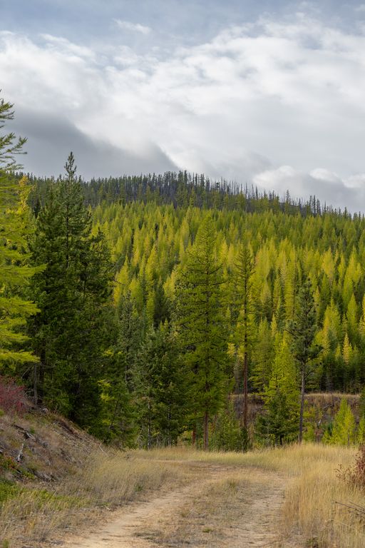 Lolo Peak Shadows, Lolo, MT 59847 photo 94