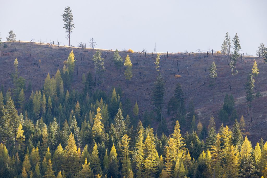 Lolo Peak Shadows, Lolo, MT 59847 photo 95