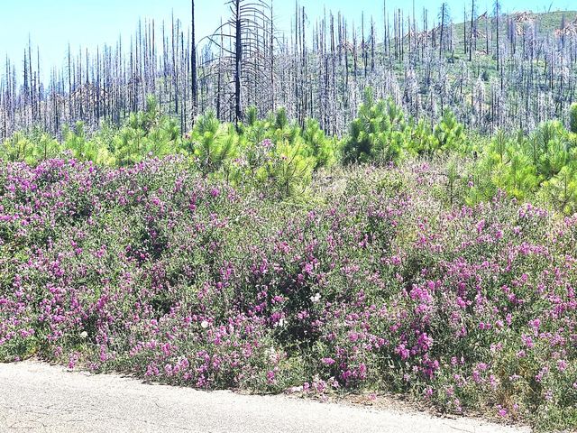 5178 Golden Aspen, Grizzly Flats, CA 95636