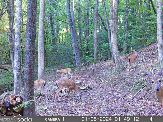 571 Jones Creek Road, Ellijay, GA 30540