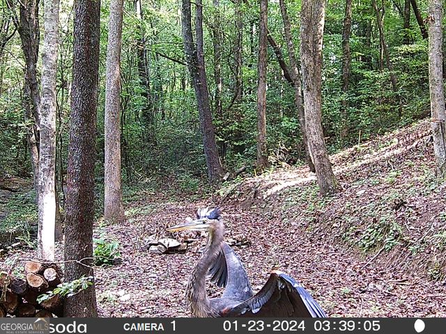 571 Jones Creek Road, Ellijay, GA 30540