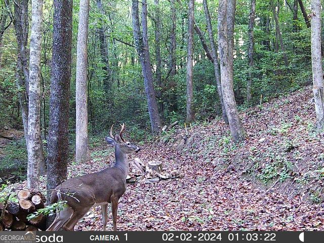 571 Jones Creek Road, Ellijay, GA 30540