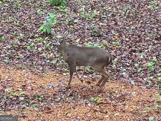 571 Jones Creek Road, Ellijay, GA 30540