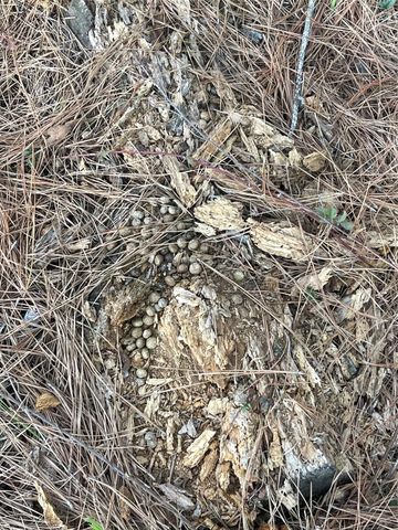 NA Kickapoo Road, Groveton, TX 75845