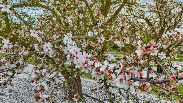 3320 W Durham Ferry Rd, Tracy, CA 95304