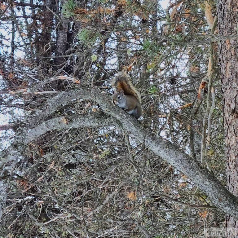 Image 14 of property listing at 4531 E Moose Lane, Ashton, ID 83420