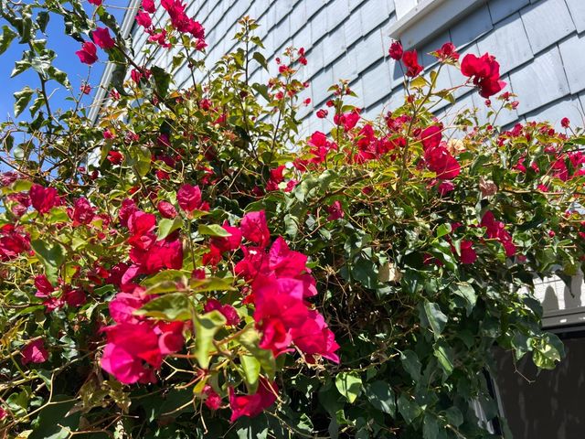 3 Bay Landing, San Mateo, CA 94401