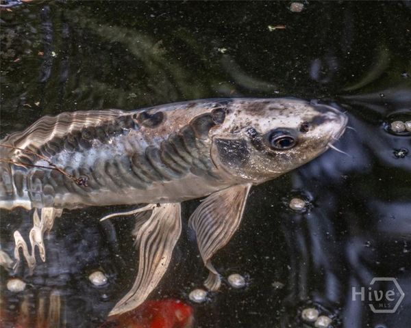 5109 Tallassee Road, Athens, GA 30607