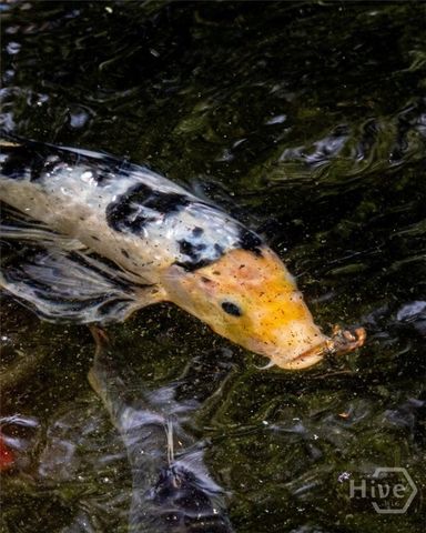 5109 Tallassee Road, Athens, GA 30607