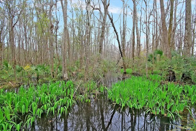 3849 Hanoverian Drive, Mount Pleasant, SC 29429