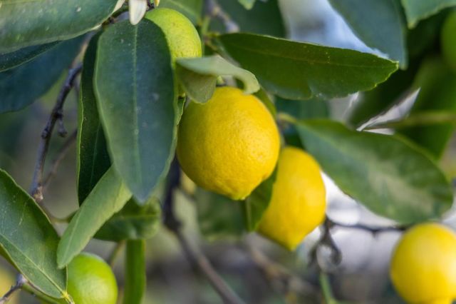 204 Vista De Sierra, Los Gatos, CA 95030