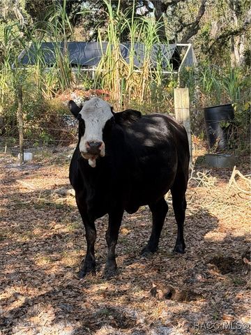 6966 E Turner Camp Road, Inverness, FL 34453