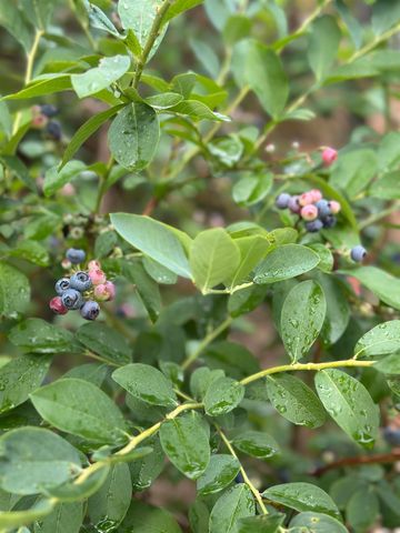 3 Lindsey Ln., Longview, TX 75601