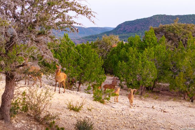 1030 Owl Hollow, Leakey, TX 78873