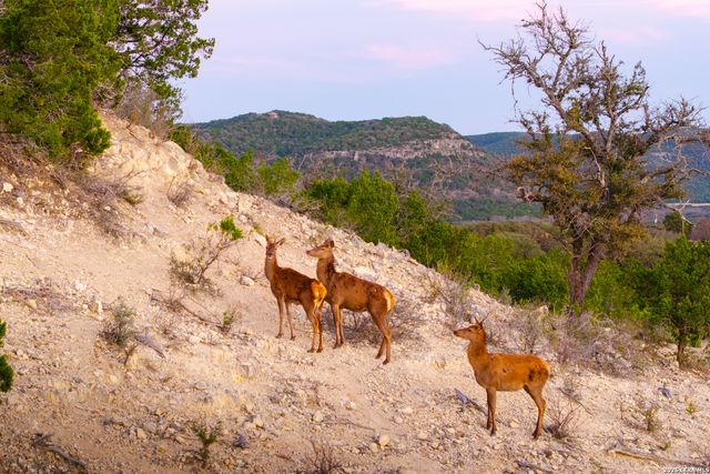 1030 Owl Hollow, Leakey, TX 78873