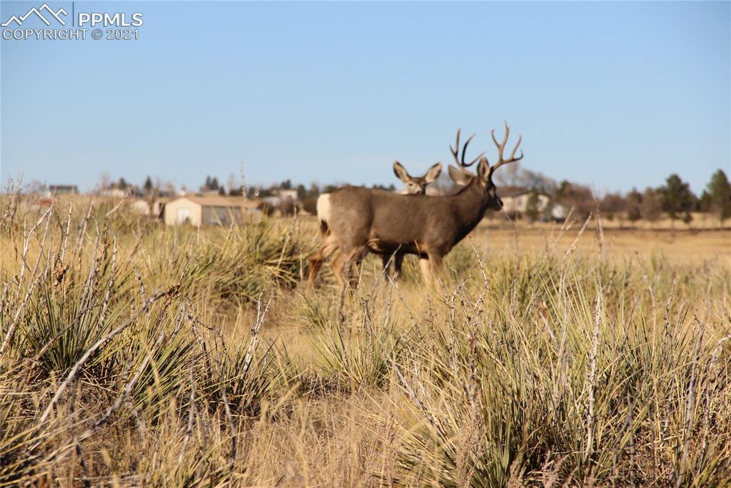 2907 S Solberg Court, Peyton, CO 80831 — photo 3