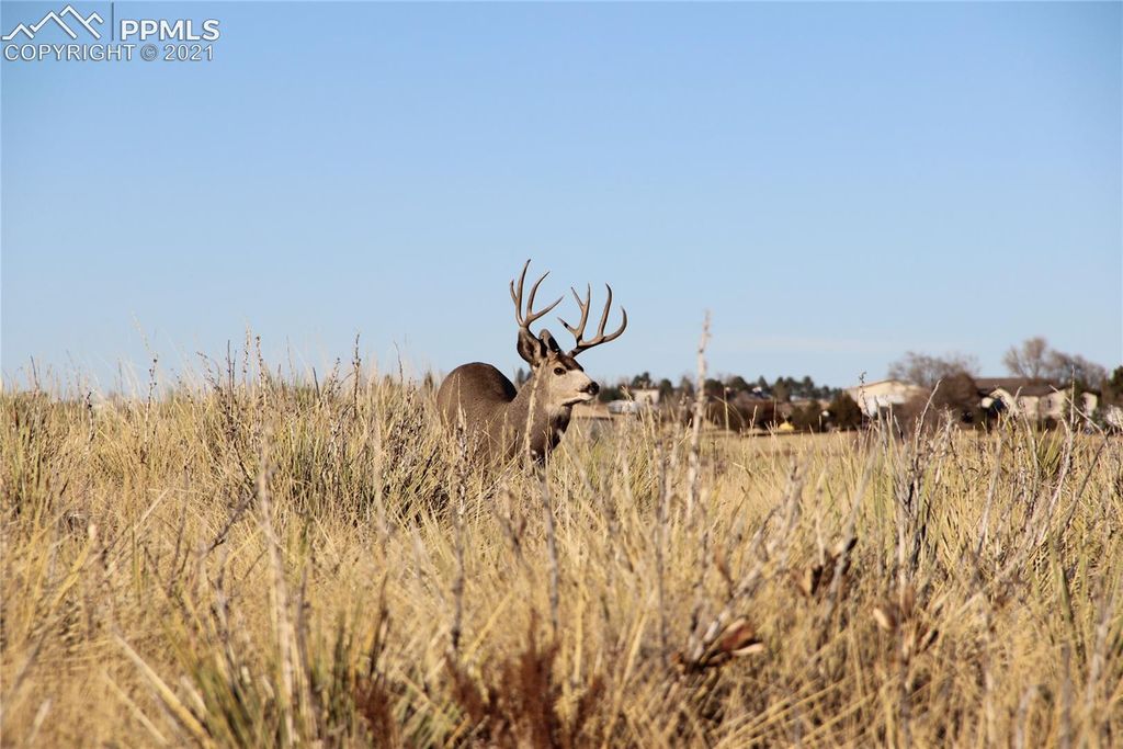 2907 S Solberg Court, Peyton, CO 80831 — photo 4
