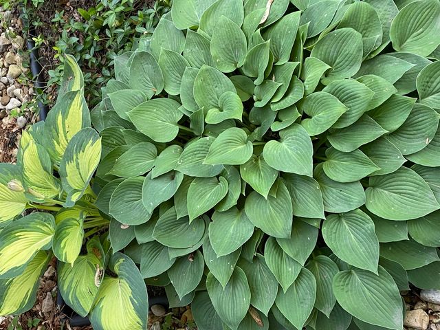 148 Wheeling Avenue, Wheeling, IL 60090