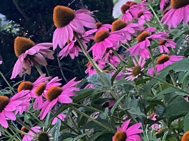 148 Wheeling Avenue, Wheeling, IL 60090