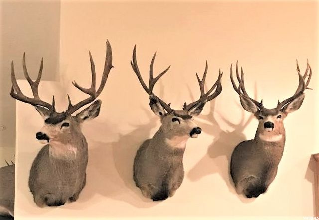 1354 STAUFFER CANYON RD, Montpelier, ID 83254