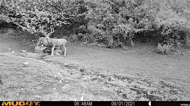 1354 STAUFFER CANYON RD, Montpelier, ID 83254