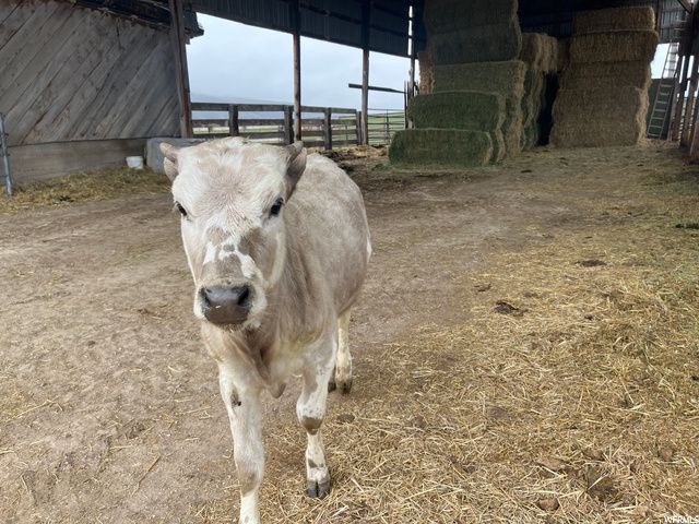 1354 STAUFFER CANYON RD, Montpelier, ID 83254