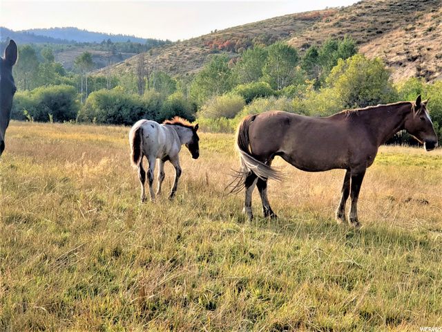 1354 STAUFFER CANYON RD, Montpelier, ID 83254