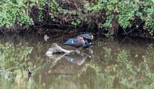 4302 CARROLLWOOD VILLAGE DRIVE, Tampa, FL 33618