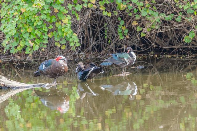 4302 CARROLLWOOD VILLAGE DRIVE, Tampa, FL 33618