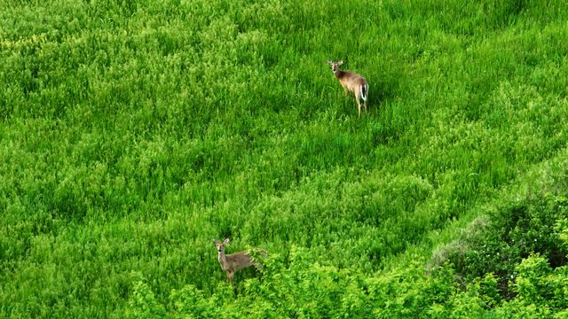 18420 S 975th Road, Stockton, MO 65785