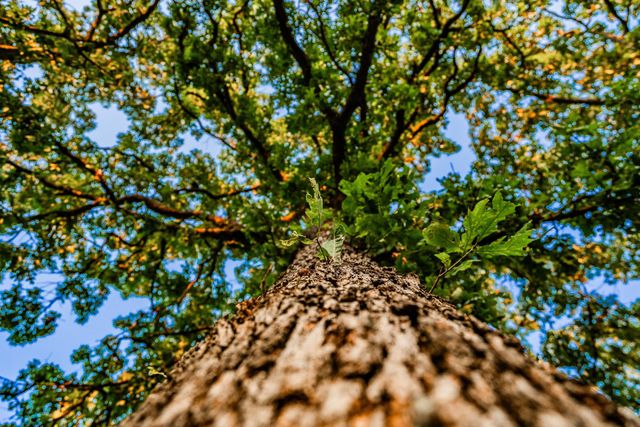 18420 S 975th Road, Stockton, MO 65785